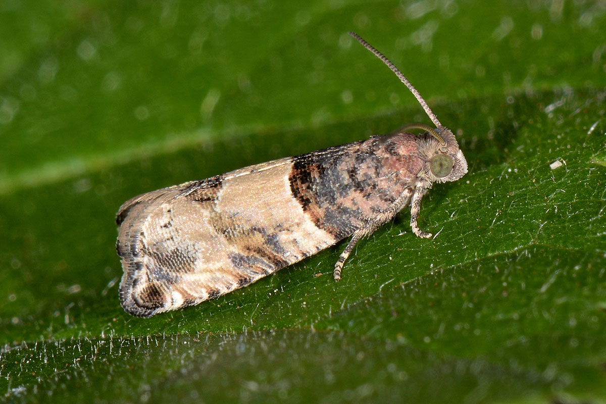 Tortricidae da id.; Gypsonoma aceriana